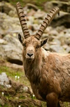 Ibex seeing me Stock Photos