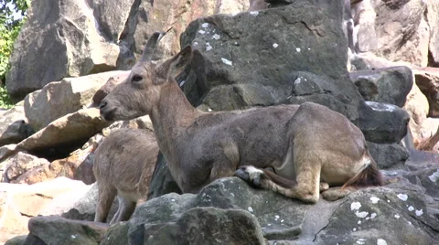 Ibex sitting on rocks Video stock 42052336