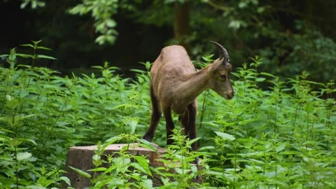 A ibex standing on a tree  Stock Footage 260528518