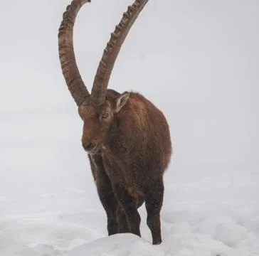Ibex walking in the snow. Stock Photos