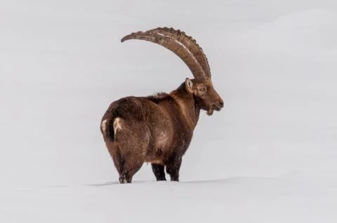 Ibex walking in the snow. Stock Photos