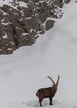 Ibex walking in the snow. Stock Photos
