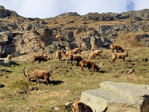 Ibexes 1 Stock Photos