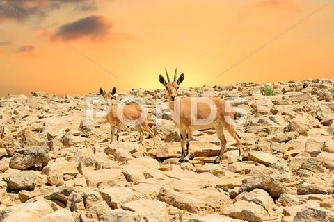 Ibexes and sunset Stock Photos