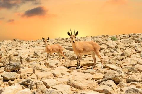 Ibexes and sunset 库存照片