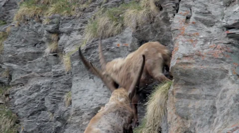 Ibexes are running and fighting in a cliff, mountain wildlife, males Stock Footage 39485857