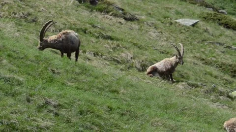Ibexes (Capra ibex) are eating grass in Gran Paradiso National Park, Cogne Stock Footage