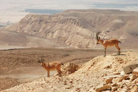 Ibexes on the cliff. Stock Photos