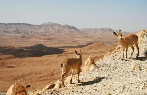 Ibexes on the cliff. Stock Photos