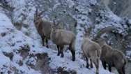 Ibexes Herd In The Morning, Wildilfe, Nature, Group Of Animals Stock Footage