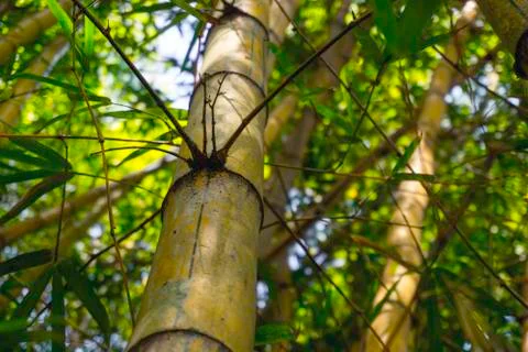 Ibirapuera Park - Bamboo forest inside the concrete forest in Sao Paulo. Stock Photos