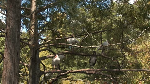 Ibis and egrets in a tree Stock Footage 914708