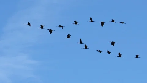 Ibis, Bird,  In Flight Stock Footage 89820814