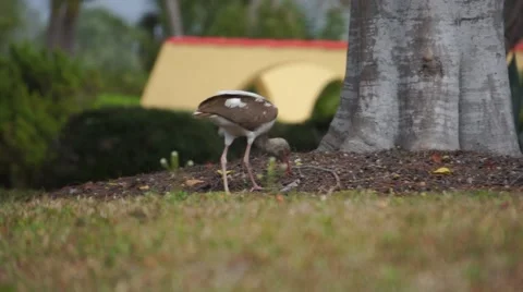 Ibis Bird on Grass Video stock 62766549