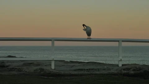 A Ibis bird grooming itself at sunset slow motion 4K Video stock 273423110