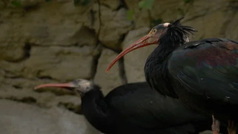 Ibis bird pair (Close up) Stock Footage 163164527