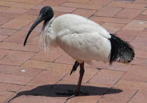 Ibis Bird 스톡 사진