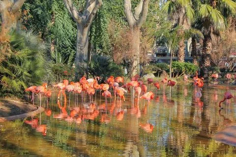 Ibis bird Stock Photos