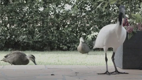 Ibis bird posing in front of camera Stock Footage 73569627