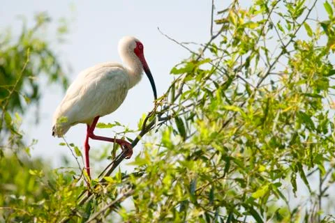 Ibis bird in a tree Stock Photos