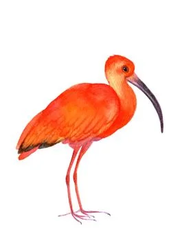 Ibis bird on the white background. Stock Illustration