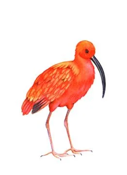 Ibis bird on the white background. Stock Illustration