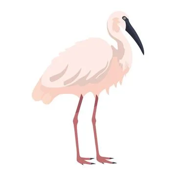 Ibis bird on white background Illustrazione stock