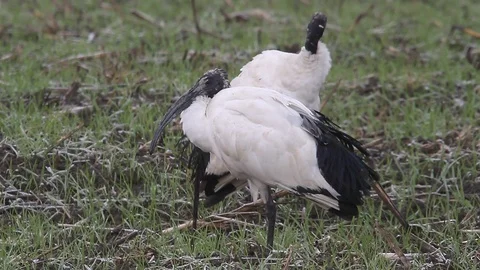 Ibis Bird will adjust the feathers - Italian Nature Video stock 95032058
