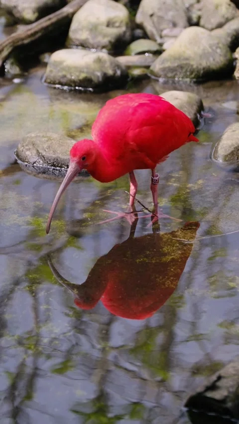 Ibis birds Video stock 272829829