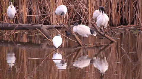 Ibis birs in swamp Stock Footage 39947855
