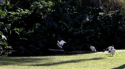 Ibis in the Botanical Park Stock Footage 8684936