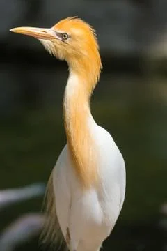 Ibis bubulcus, cattle egret Stock Photos