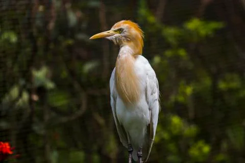 Ibis Bubulcus, Cattle Egret Stock Photos