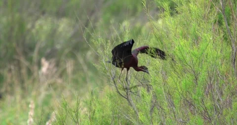Ibis bushes 2 Stock Footage 281086226