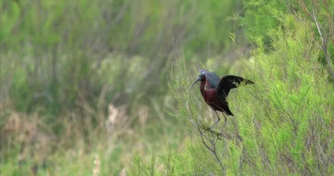 Ibis bushes Stock Footage 281086104