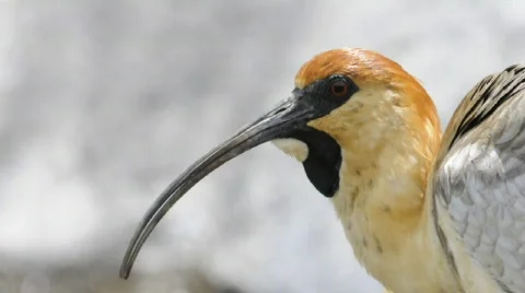 Ibis Close up 스톡 동영상 566322