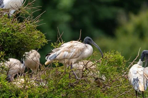 Ibis creating a nest in a tree Stock Photos