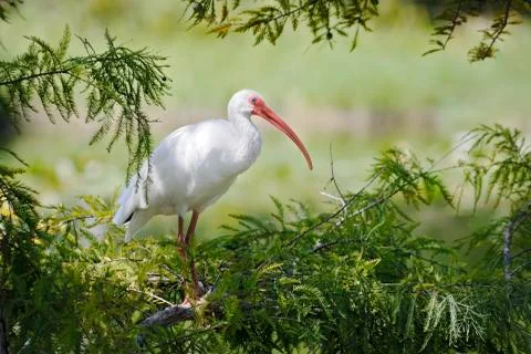 Ibis in cypress Stock Photos