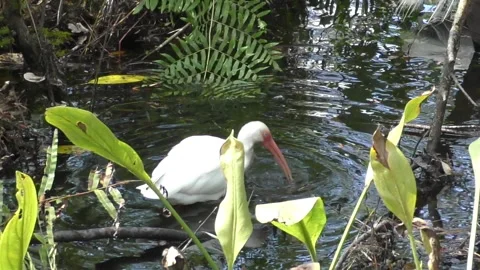 Ibis in the Everglades Stock Footage 148475630