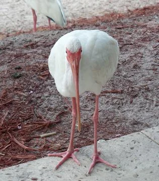 Ibis Facing the Camera Stock Photos