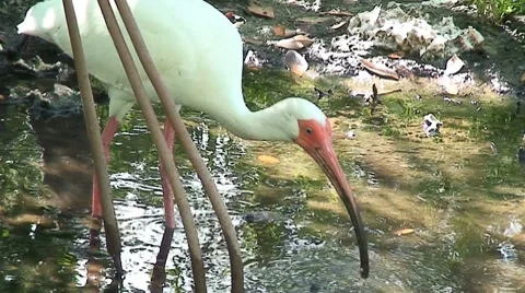 Ibis feeding Stock Footage 8577431