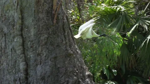 Ibis In Flight Stock Footage 49629576
