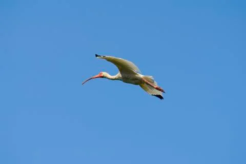 Ibis in flight Stock Photos