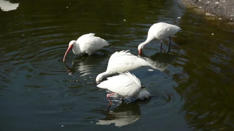 Ibis in the Florida Everglades Stock Footage 35143657