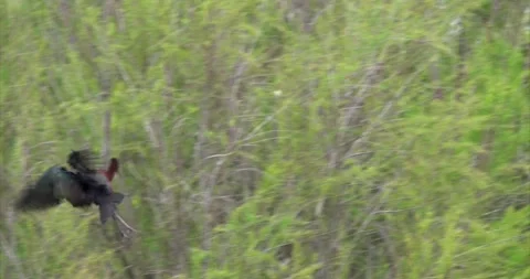 Ibis flying landing 2 Stock Footage 281086168
