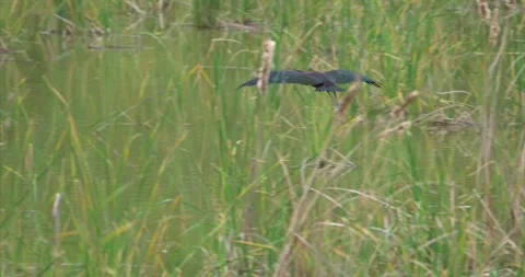 Ibis flying landing Stock Footage 281086088