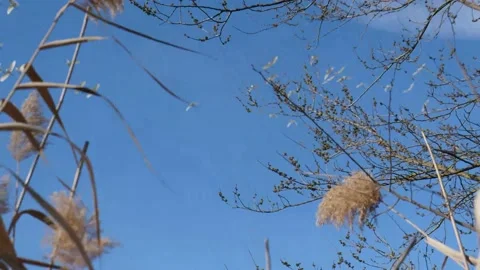 Ibis flying in a natural environment Stock Footage 153523608
