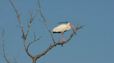 Ibis Stock Footage 572775