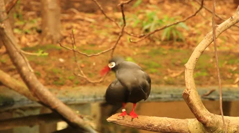 Ibis Stock Footage 36168852