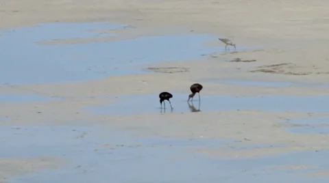 Ibis Stock Footage 37442847